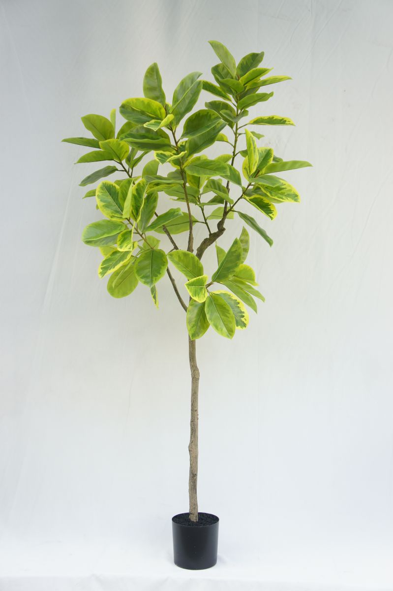 Artificial Ficus Rumphii, 120 CM Sharetrade
